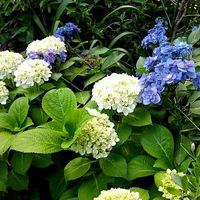 やさしい雑談🌸😊🎵