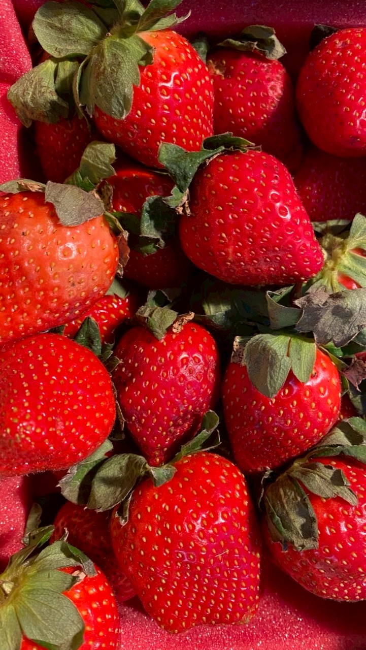 來來觀光草莓園