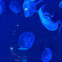 543自由聊天發瘋群