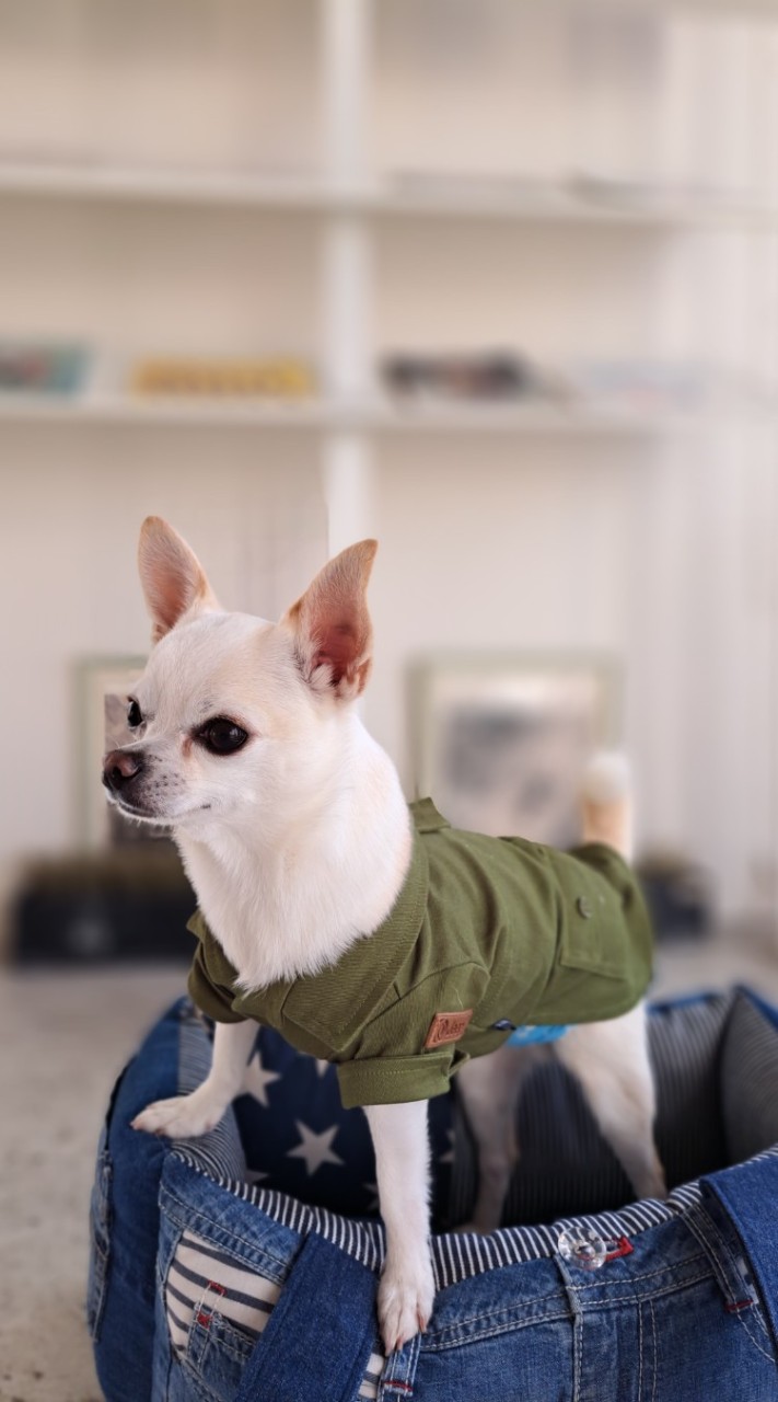 〘 東海限定〙犬を飼ってる人集まれ🐶❤