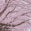 Korea japan work and travel by katty 🇰🇷🇯🇵✈️🍁🍃
