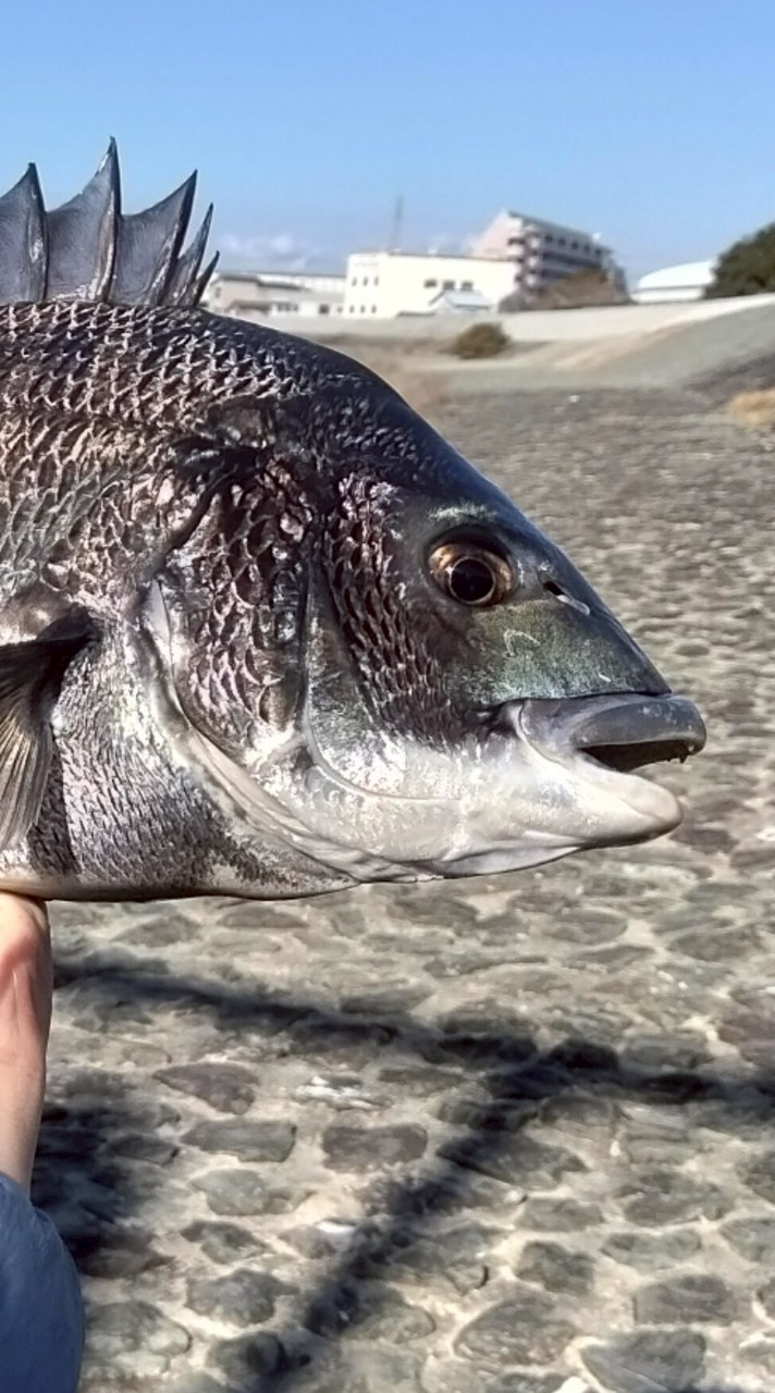 チニング好き集まれ！