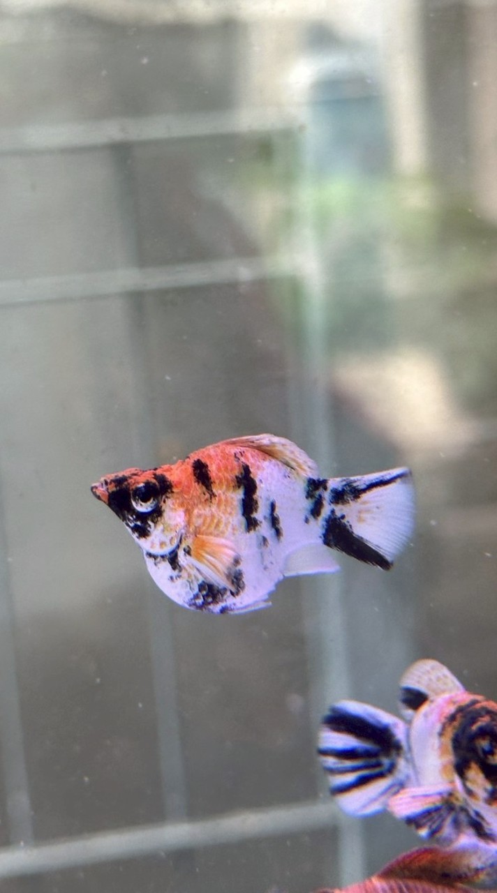 ST molly Fish
