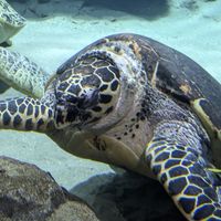 〜生き物好きで、生き物を語ろうの会〜　「小中学生限定」