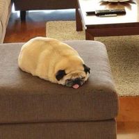 ひぷゆる　