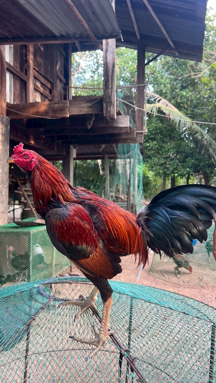 ไก่ชนพม่า ซุ้มแมงคาม ร้อยเอ็ด