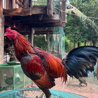 ไก่ชนพม่า ซุ้มแมงคาม ร้อยเอ็ด