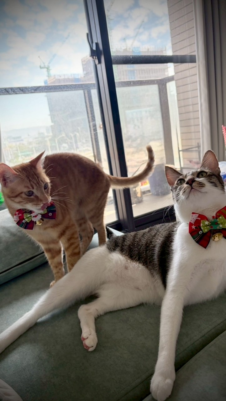 「霸道總裁＆餅乾」貓貓俱樂部 ❤️