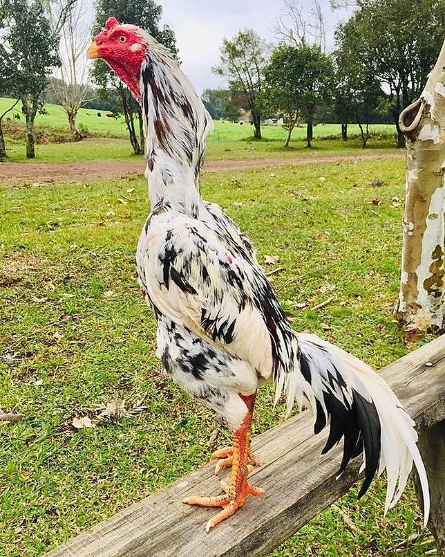 8 Jenis Ayam Aduan Terbaik Dan Terkuat Paling Dicari Caracari