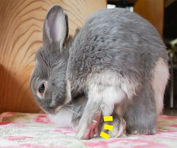 うさぎの毛がひと晩で無くなりパニックに 湿性皮膚炎 との闘い ふうたの飼い主 毎日が発見