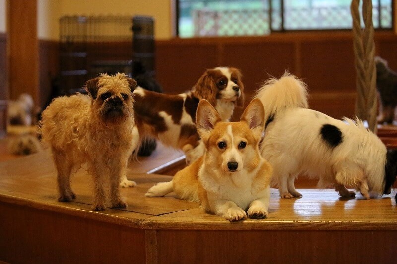 関東近郊の犬とふれあえる施設8選 動物園 テーマパーク併設も