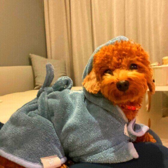 濡れた犬の毛を乾かさない のはなぜng 乾かし残しで起こるデメリット いぬのきもちnews