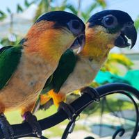 คนรักแบล็คเฮดไคท์ 🐥
