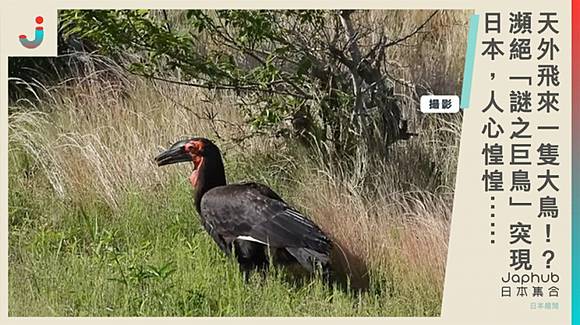 千葉縣 謎之巨鳥 突現 非洲瀕臨絕種肉食鳥出沒日本 網驚 比我還大隻 日本集合 Line Today