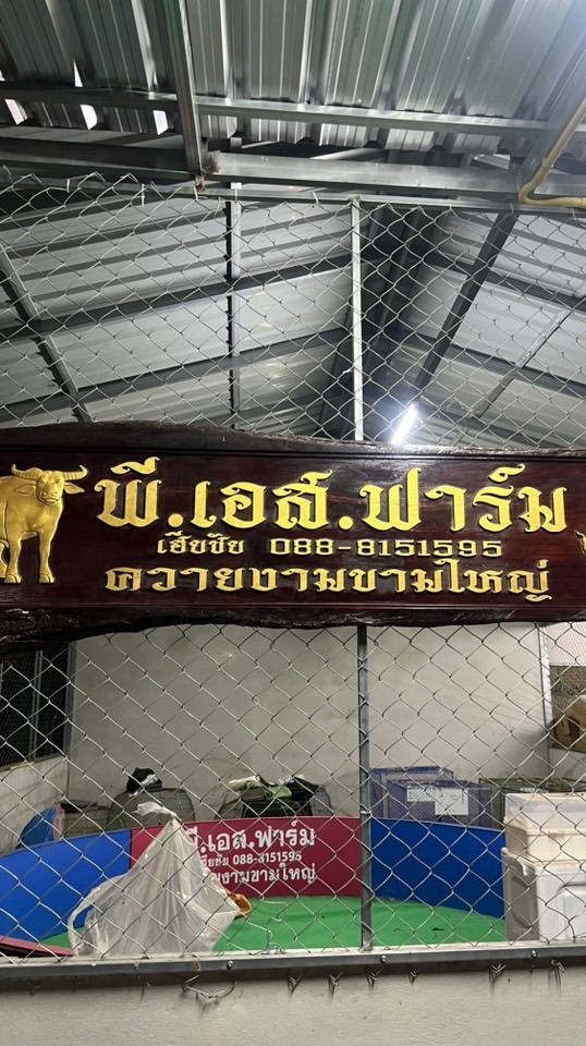 PS.Farm ควายงามไก่ชน🐃