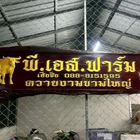 PS.Farm ควายงามไก่ชน🐃