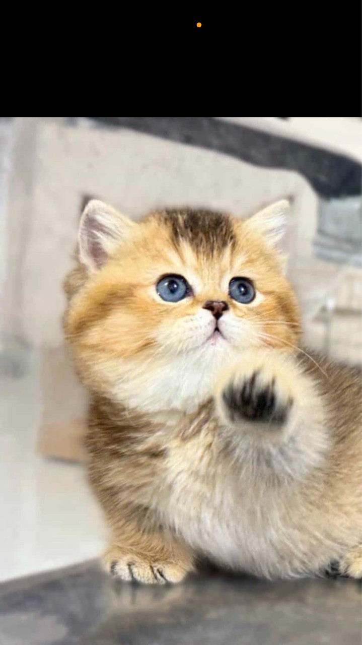 British Shorthair Chiang Rai