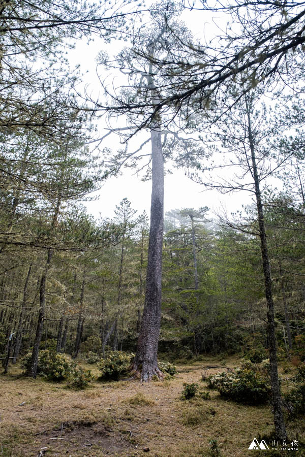 山女孩MelissaxMao冒險生活_戒茂司上嘉明湖三天兩夜_登山紀錄分享-78.jpg