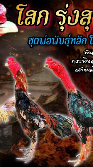 รุ่งสุุวรรณ​์ฟาร์ม​🐓📌ซื้อขาย⬇️ไก่ชนทุกสายพันธุ์​