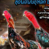 รุ่งสุุวรรณ​์ฟาร์ม​🐓📌ซื้อขาย⬇️ไก่ชนทุกสายพันธุ์​