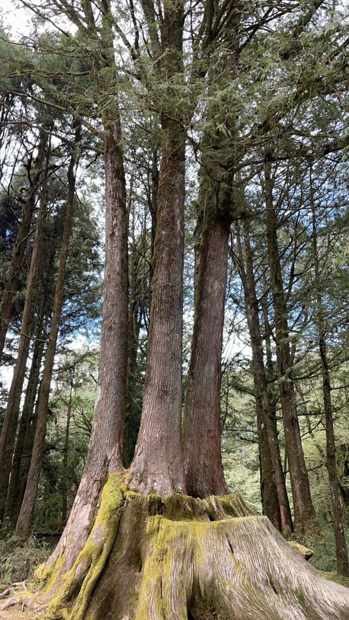 外匯大師林立MT5高勝率EA外匯群