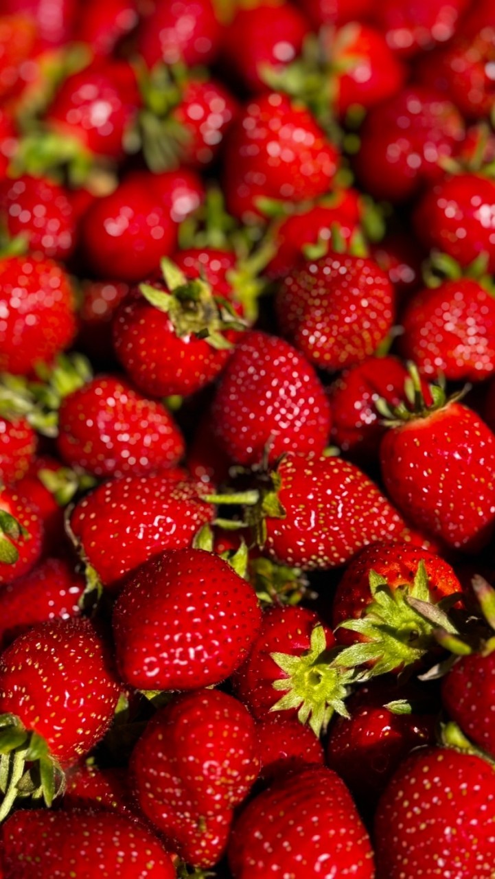 🍓台中（北屯區）