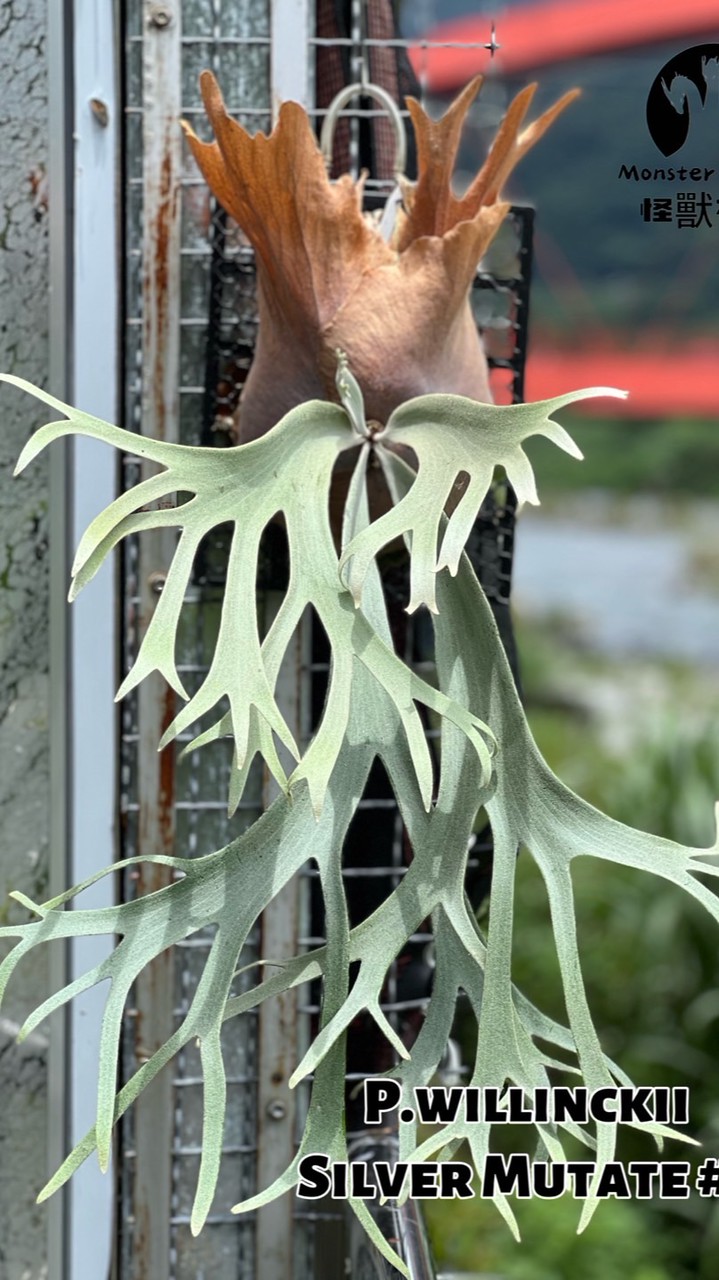 怪獸花園 Monster Garden