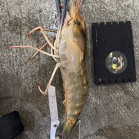 內湖。西湖。大直。東湖。汐止泰國蝦買賣社團