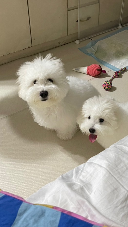 COTON DE TULEAR THAILAND