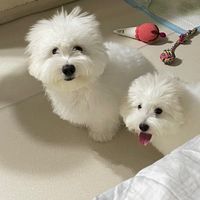 COTON DE TULEAR THAILAND