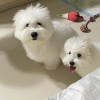 COTON DE TULEAR THAILAND