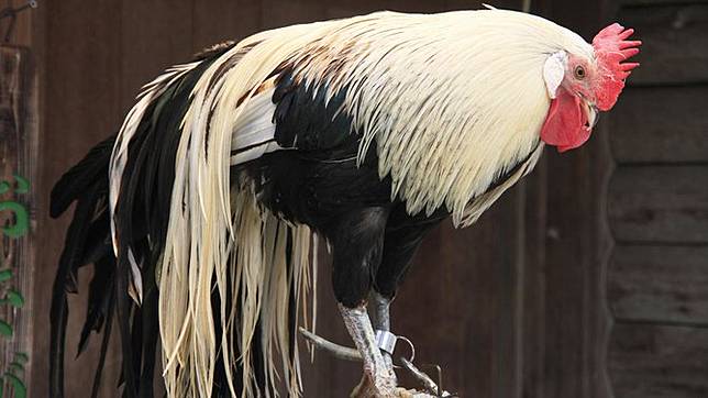 4 Ayam Termahal Asli Indonesia Harganya Rp 40 Juta Per Ekor Bisnis Liputan6 Com