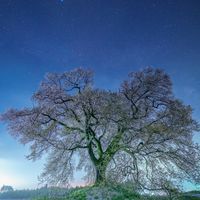 【フーファンギルド】星の海
