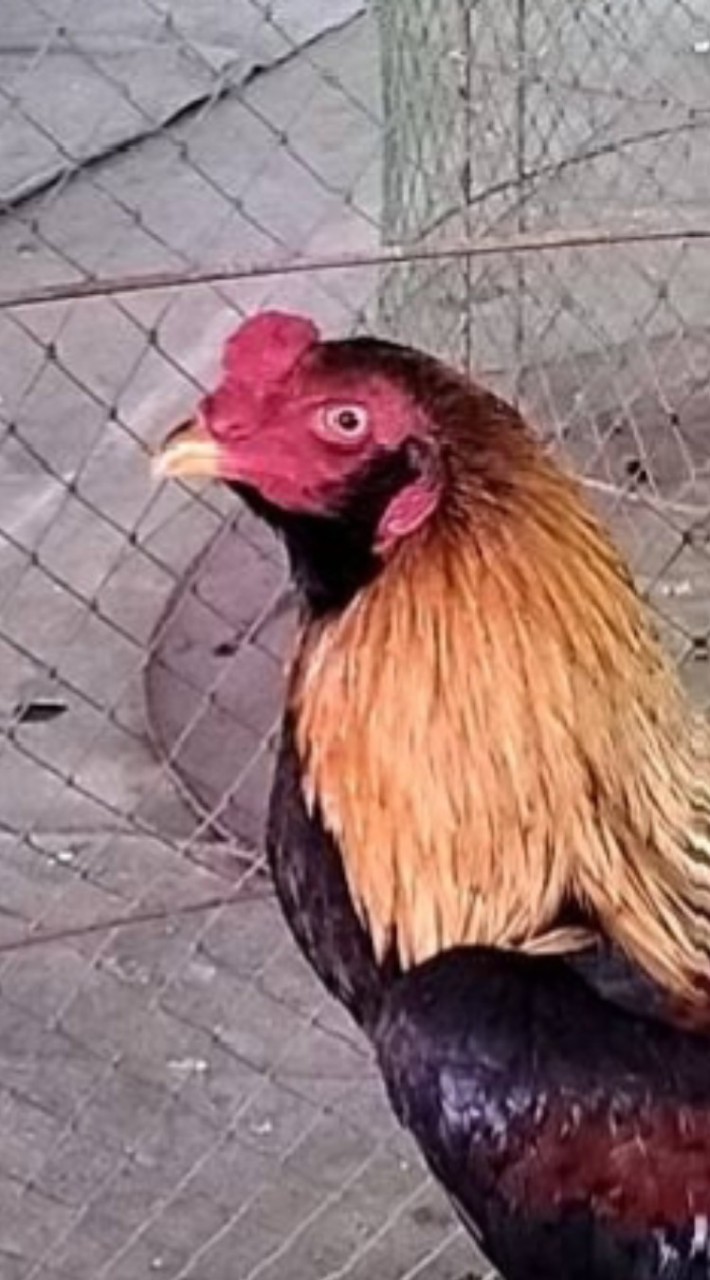 ส.ชาญชัย ไก่ชนพม่า เหนือสุดแดนสยามแม่สาย