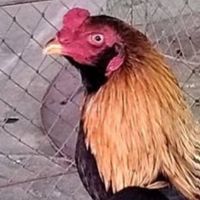 ส.ชาญชัย ไก่ชนพม่า เหนือสุดแดนสยามแม่สาย