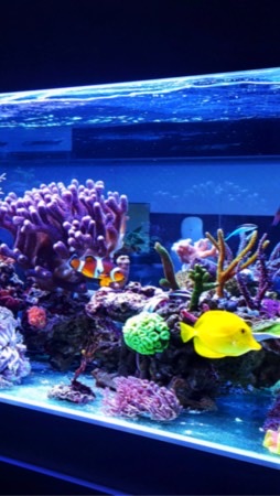 熱帯魚飼育&採集