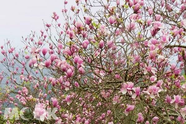 媲美夢幻櫻花海 千株木蓮花爆炸綻放 景點家 Line Today
