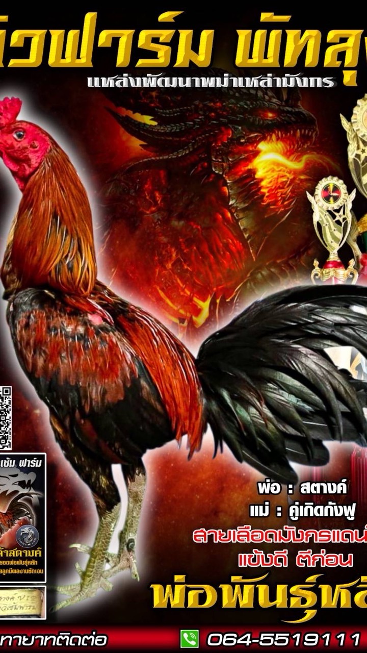 ลูกไก่ตัว 900 By นิวฟาร์มพัทลุง🌋
