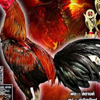 ลูกไก่ตัว 900 By นิวฟาร์มพัทลุง🌋