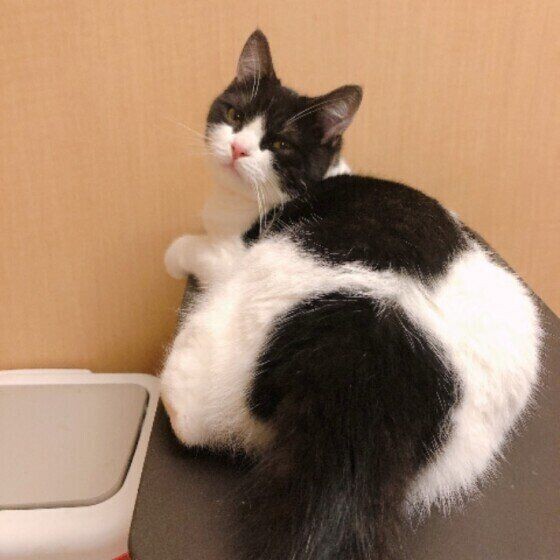 寒い季節 ぬくぬくアイテム は猫柄で癒されよう