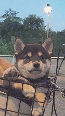 一起聊天(｡･ω･｡)