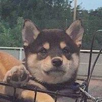 一起聊天(｡･ω･｡)