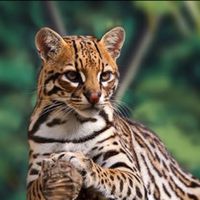 テリアン、アザーキンなどの方達のオプ