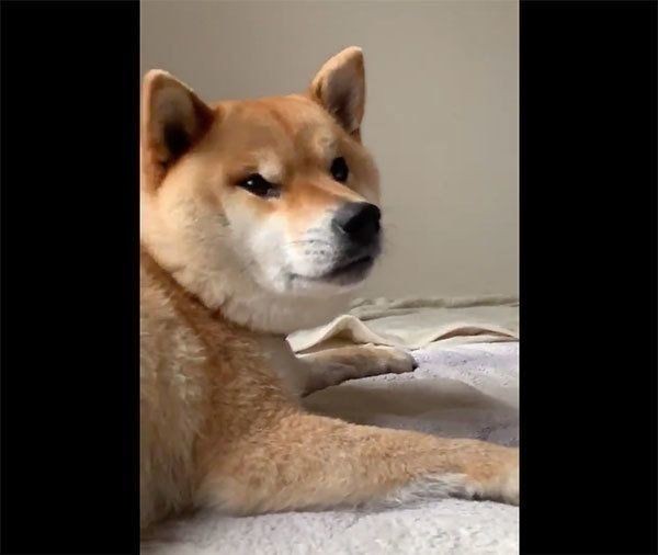 ガムを拾ってほしい柴犬 顔の圧がスゴイ