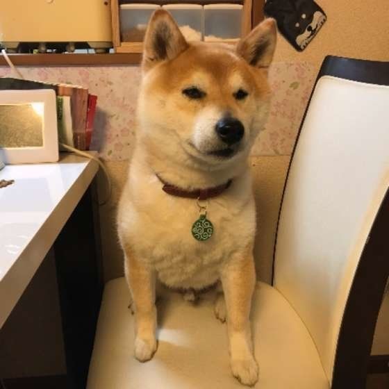 病気以外にも原因が 犬がごはんを食べなくなるワケ