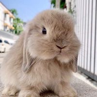 NB Rabbitryฟาร์มกระต่ายฮอลแลนด์ลอป