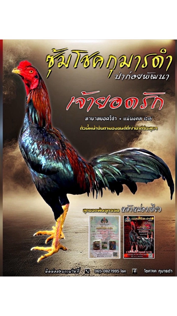 โชคกุมารดำ🐓💯