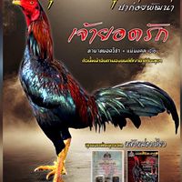 โชคกุมารดำ🐓💯