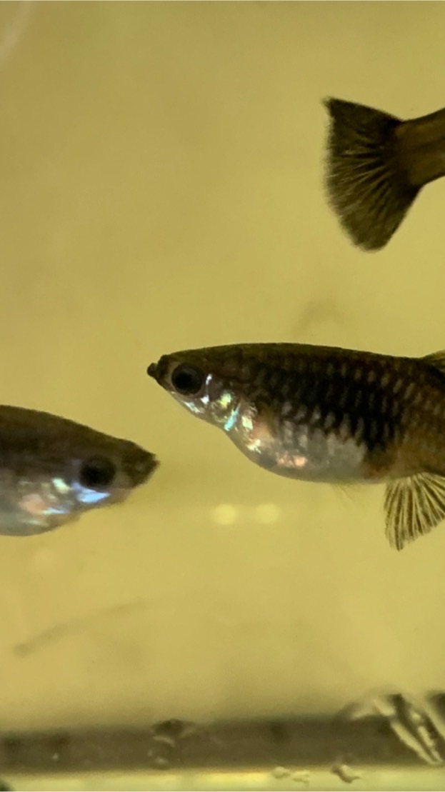 黑木炭孔雀魚交流