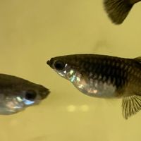 黑木炭孔雀魚交流